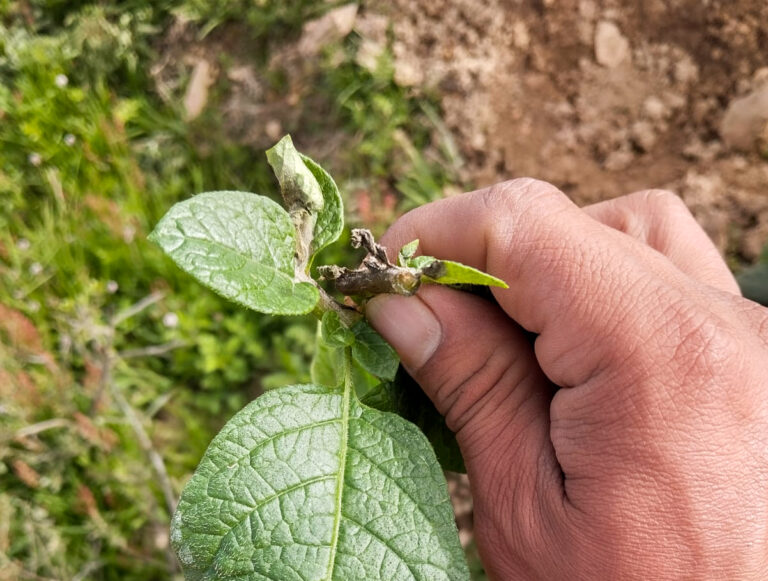 Control Integral de la “Rancha” en Cultivos de Papa: Estrategias y Soluciones Avanzadas