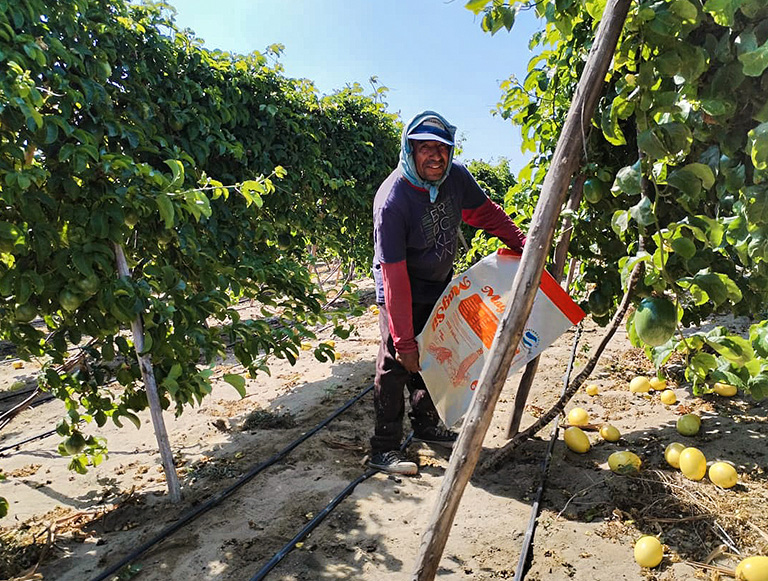 Maximiza la productividad agrícola: Estrategias clave para optimizar el rendimiento de tus cultivos | Guía Completa de Green Valley